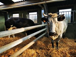  at Animaux en Péril in Ath