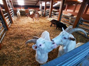  at Animaux en Péril in Ath