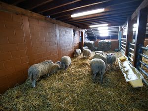  at Animaux en Péril in Ath