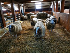  at Animaux en Péril in Ath