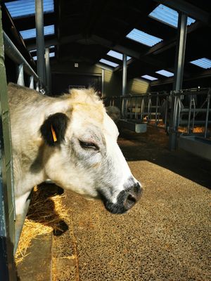  at Animaux en Péril in Ath