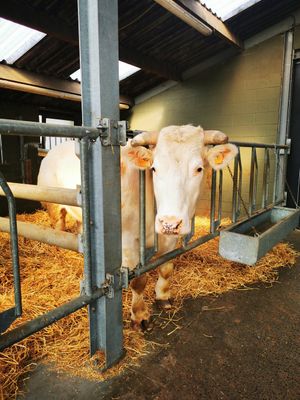  at Animaux en Péril in Ath