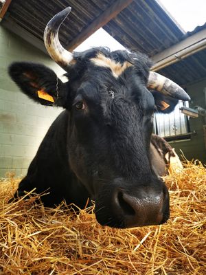  at Animaux en Péril in Ath