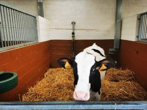  at Animaux en Péril in Ath