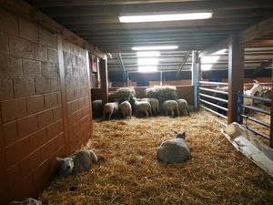  at Animaux en Péril in Ath