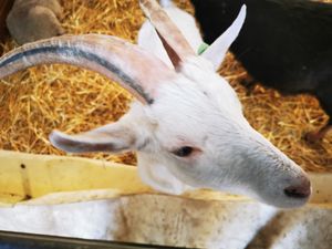  at Animaux en Péril in Ath