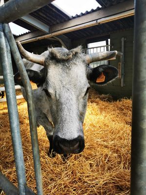  at Animaux en Péril in Ath