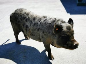  at Animaux en Péril in Ath