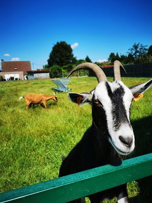  at Animaux en Péril in Ath