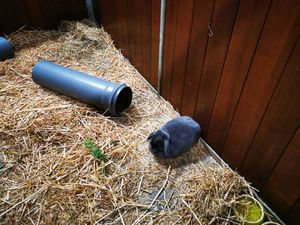  at Animaux en Péril in Ath