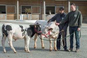 Calves after their rehabilitation.  at Animaux en Péril in Ath