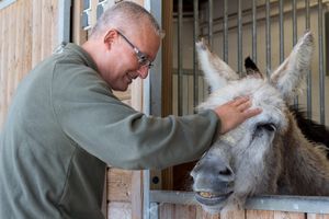 Visitor with donkey (named Corentin) at the sanctuary at Animaux en Péril in Ath