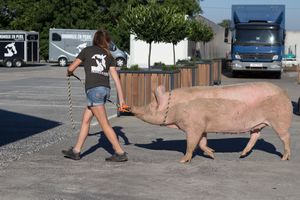 Sanctuary worker moving Lucy the pig from one pen to another. Lucy was taken in by the sanctuary after being rescued. She had been a twisted wedding gift. at Animaux en Péril in Ath