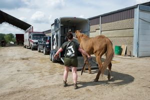 Sanctuary workers on a horse rescue at a mistreating horse dealer in Ogy at Animaux en Péril in Ath