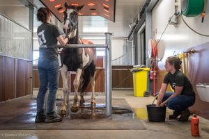 Cheyenne, a badly mistreated horse getting care for the first time at the sanctuary. Infrared lamps allows her to stay warm during a much needed shower. at Animaux en Péril in Ath