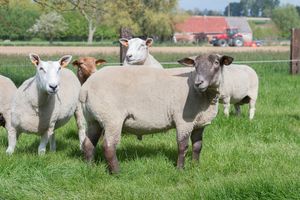 There are many sheep at Animaux en Peril. This is Choco. He had been rescued after being discarded in a field, as he was an unsold article. Now he glows with good health! at Animaux en Péril in Ath