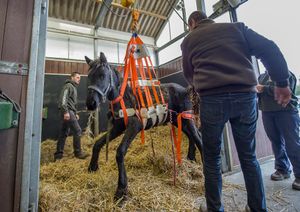 A friesian foal seized for mistreatment who couldn't stand up by himself. They have special equipment to help all kinds of animals recover from any ordeal they have suffered. at Animaux en Péril in Ath