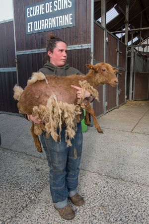 Mistreated sheep right out of transport, heading for their quarantine department. at Animaux en Péril in Ath