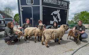 Mistreated sheep just after their rescue and before receiving first care. at Animaux en Péril in Ath