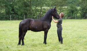 Friesian foal after weeks of rehabilitation at Animaux en Péril in Ath