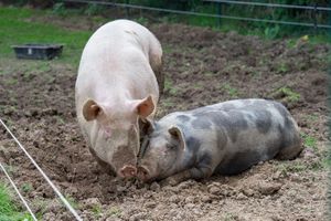 Lucy and Mystic, two well-beloved piggies at the sanctuary. at Animaux en Péril in Ath