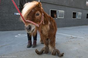 Poly the pony. Heavily mistreated during at least 10 years. at Animaux en Péril in Ath