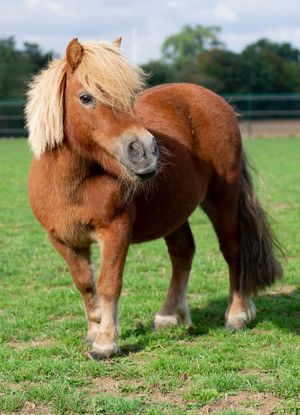 Poly now at the sanctuary. at Animaux en Péril in Ath