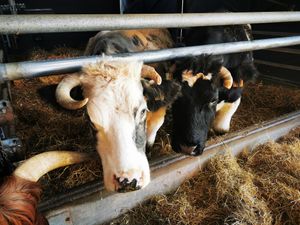  at Animaux en Péril in Isieres