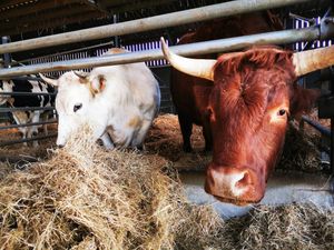  at Animaux en Péril in Isieres
