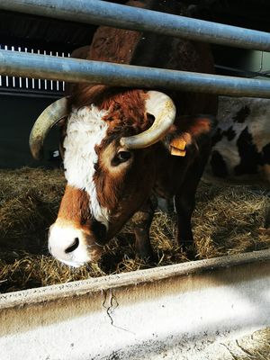  at Animaux en Péril in Isieres