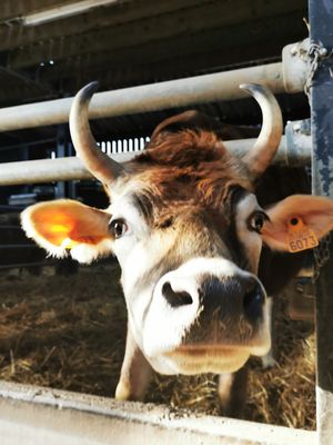  at Animaux en Péril in Isieres