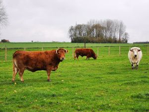  at Animaux en Péril in Isieres