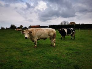 at Animaux en Péril in Isieres