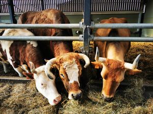  at Animaux en Péril in Isieres