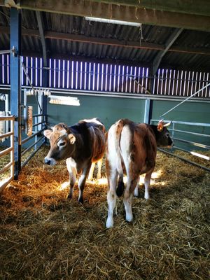  at Animaux en Péril in Isieres