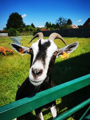  at Animaux en Péril in Isieres