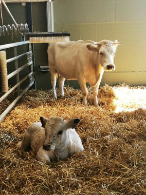  at Animaux en Péril in Isieres