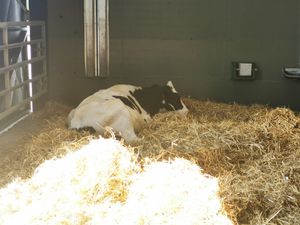  at Animaux en Péril in Isieres