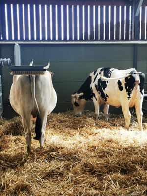 at Animaux en Péril in Isieres