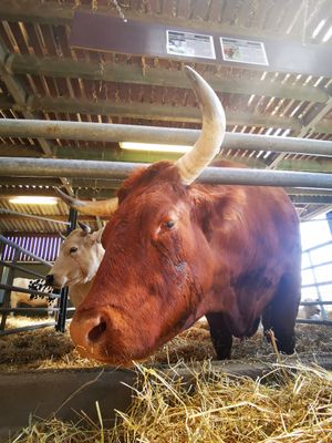  at Animaux en Péril in Isieres