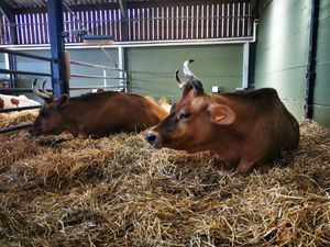  at Animaux en Péril in Isieres