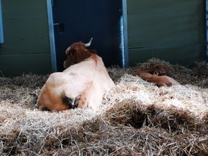 at Animaux en Péril in Isieres