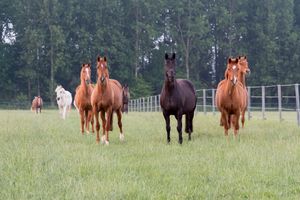 Horses at Animaux en Peril's Isières sanctuary. at Animaux en Péril in Isieres