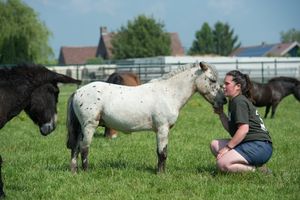 Pony at Animaux en Peril's Isières sanctuary. at Animaux en Péril in Isieres