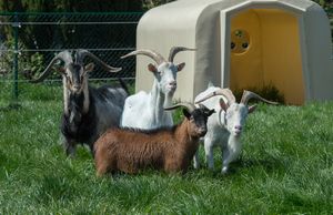 Goats at Animaux en Peril's Isières sanctuary. at Animaux en Péril in Isieres