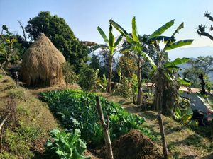 Fresh fruits at Mountain View Eco Farm in Lekhnath