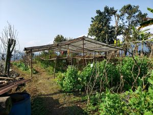 Fresh veggies at Mountain View Eco Farm in Lekhnath