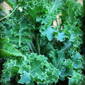 Homegrown kale at Prana Center in Da Lat