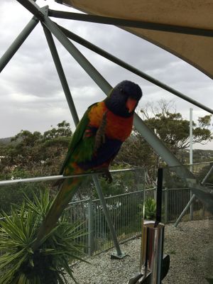 Friendly locals  at Inner Light Tea Rooms in Nelson Bay