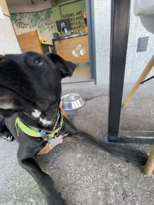 Es "respeto a los anymales de compañía”  at Semillero in Mexico City